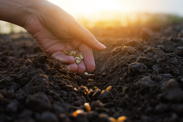 A hand is scattering seeds into rich, dark soil at sunset, with the warm light illuminating the planting activity in the field