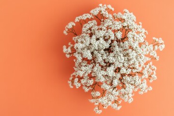 Fototapeta premium A cluster of delicate white flowers on a coral background.