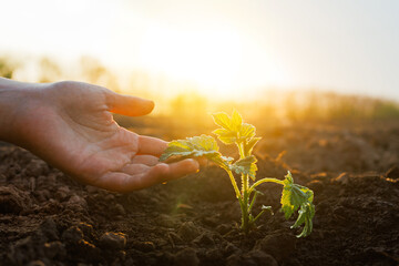A hand gently supports a young plant emerging from the rich soil as the golden sunlight bathes the...