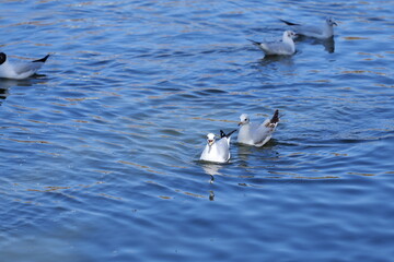 seagulls on the water