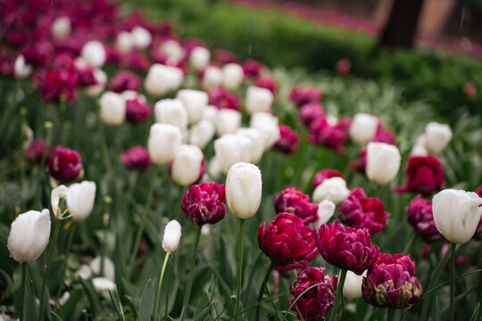 Blooming white and double bright pink tulips in raindrops on flower beds