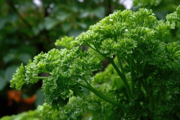 Parsley