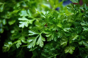 Parsley