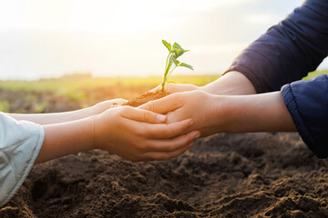 Two hands carefully support a small green plant, illustrating a moment of connection and hope in a...