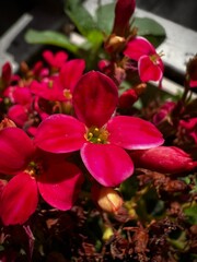 Miniature red flower