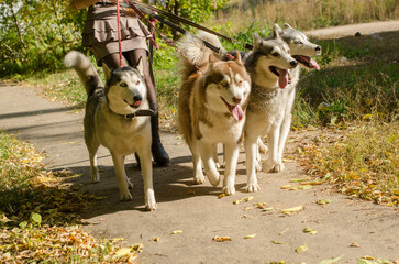 Four huskies on leashes walk together on sunny park path. Dogs appear energetic and alert. Autumn leaves cover ground, adding vivid touches