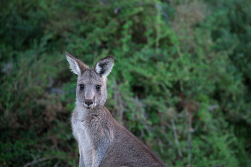 Close up of kangaroo in the wild, Tower Hill Wildlife Reserve, Victoria, Australia