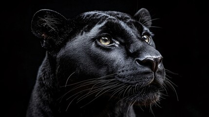 Naklejka premium Close-up of a black panther against a dark background, creating a dramatic and captivating portrait