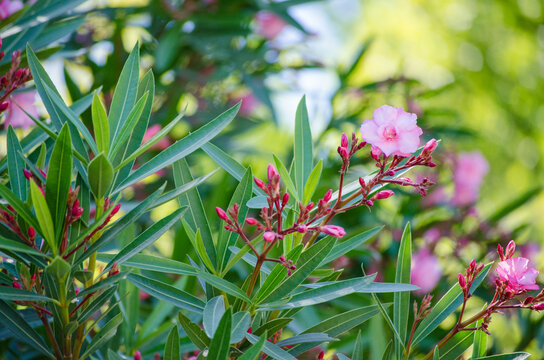 Vibrant pink oleander blooms surrounded by lush green leaves in sunlit garden. Soft focus and natural light create serene, calming atmosphere. Light gently filters through foliage, enhancing colors