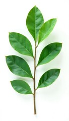 A single eucalyptus leaf isolated against white, plant details, greenery,