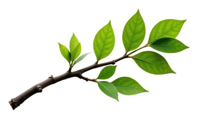 Obraz premium A single branch with intricate details isolated on white background, nature, tree trunk