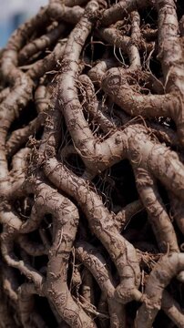Vertical screen, intricate network of roots forming a sphere, slowly rotating to showcase its complex structure, highlighting the organic textures and patterns created by nature