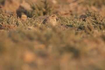 Small bird standing on ground. Bird background.