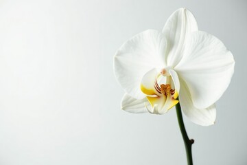 Delicate white orchid blossom, pristine petals against pure white backdrop, pure, white background