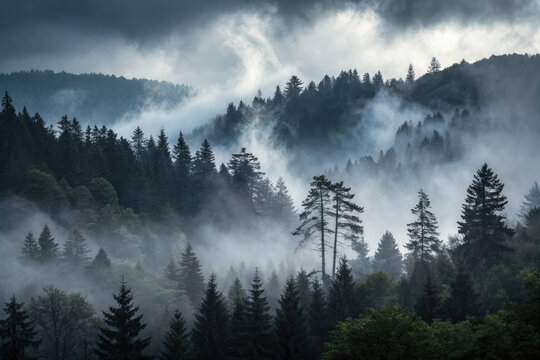 fog forest trees landscape in black forest blackforest Germany panorama banner - Dark mood  (4)