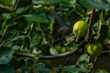 Two green apples hanging from a branch surrounded by dark green leaves.
