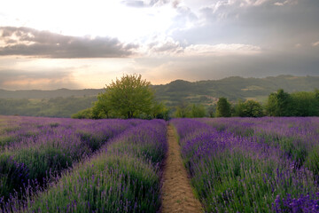 Fototapeta premium Lavender fields in the surroundings of Sale San Giovanni, Piedmont, Italy. 