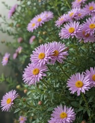 Obraz premium Soft-focus asters & chrysanthemums, blurred foliage , vibrant, botanical, romantic