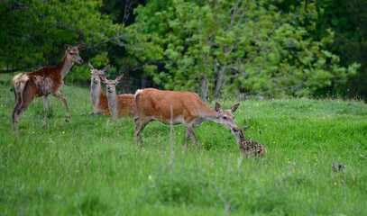 Rothirschkuh mit Kalb