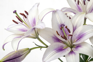 Fototapeta premium White-purple Lily. Lily flowers closeup. Flowers isolated on white background (2)