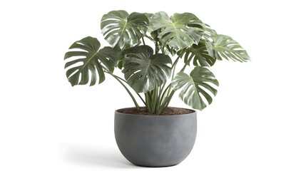 Obraz premium A lush monstera plant in a round gray pot.