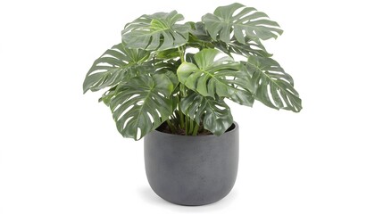 Fototapeta premium Lush monstera plant in a dark gray pot.
