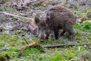 Wildschwein im natürlichen Verhalten – Sus scrofa beim Urinieren im Feuchtbiotop