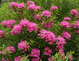 Obraz premium Vibrant pink rhododendron bush in full bloom