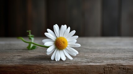 Obraz premium Single Daisy on Wooden Table in Artistic Shot