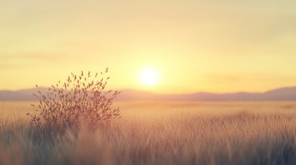Fototapeta premium Beautiful Golden Sunrise Over Vast Wheat Field with Soft Morning Light and Subtle Cloud Horizon Creating Calm Natural Landscape Scene