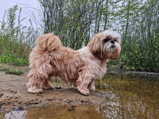shih tzu dog by the lake in summer 