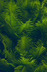 Young green fern in forest.