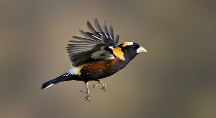 Black-headed Grosbeak in Flight: Bird Photography
