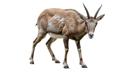 Fototapeta premium Attentive Wild Goat, Ears Up, Focused Gaze - Isolated Full Body Studio Wildlife Image