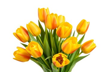 Fototapeta premium A cluster of vibrant yellow tulips, isolated on a plain background, elegance, sunny