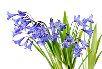 A cluster of vibrant bluebells, blossoms fully opened, isolated on a pure white backdrop, studio shot, macro