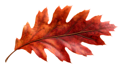a crisp red oak leaf with visible midrib and veins, isolated on transparent background