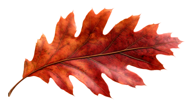 a crisp red oak leaf with visible midrib and veins, isolated on transparent background