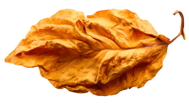 a crumpled dry autumn leaf, high detail, isolated on white background