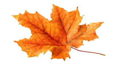 Obraz premium a curled orange maple leaf with torn edges, realistic detail, isolated on white background