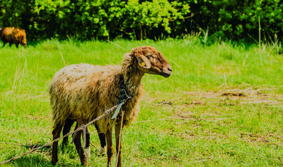 A fluffy sheep is grazing on lush green grass in an open pasture surrounded by trees The animal...