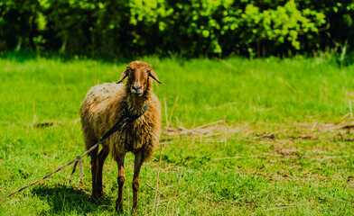 A fluffy sheep is grazing on lush green grass in an open pasture surrounded by trees The animal...