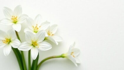 Fototapeta premium Close-up shot of pristine white flowers on stark white backdrop, clean, white background, innocent