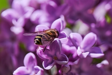 Bee collects pollen from lilac flowers.