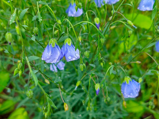 Morning Dew on Blue Flax