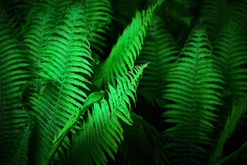 Midsummer Day background. Lush Green Ferns. Symbol of Litha, Ligo night. sacred plant.