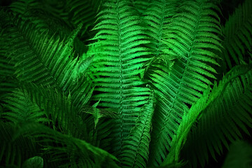 Midsummer Day background. Lush Green Ferns. Symbol of Litha, Ligo night. sacred plant.