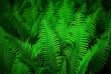 Midsummer Day background. Lush Green Ferns. Symbol of Litha, Ligo night. sacred plant.