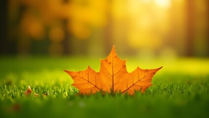 a vibrant, autumnal maple leaf, sitting atop a lush, verdant field of grass, framed by a warm, golden light, creating a serene and inviting landscape