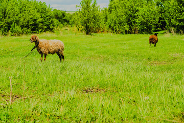 Sheep Grazing in a Green Pasture Under a Partly Cloudy Sky During Midday Hours in a Rural Countryside Setting
